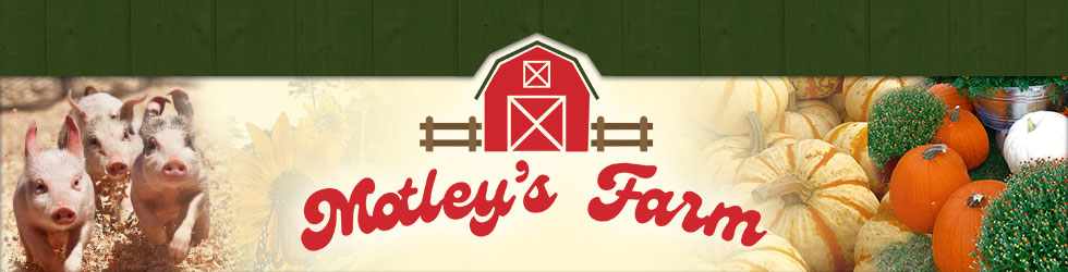 Motley's Pumpkin Patch and Christmas Trees, Little Rock, Arkansas